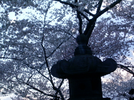 Pagoda and cherry blossoms