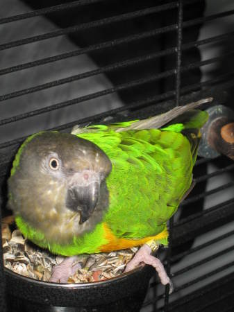 Jigga the Senegal Parrot
