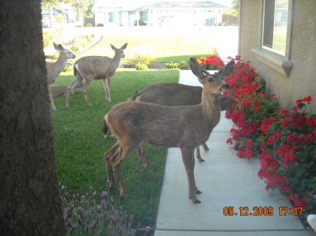 Did I mention the front yard deer!