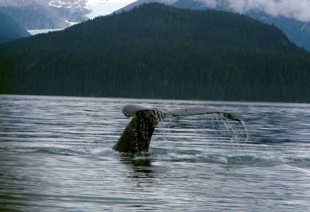 Humpback tail