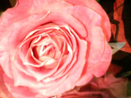 roses are pink