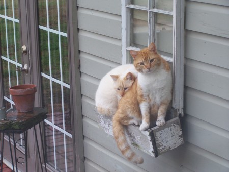 Window Box Kitties:Edward & Frosty summer 2009