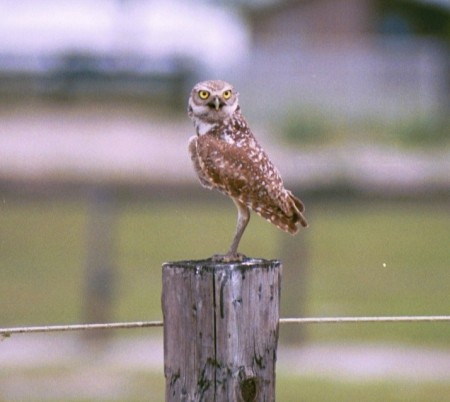 Burrowing owl