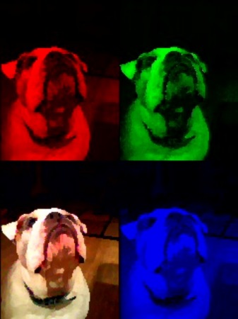 Doggie Warhol