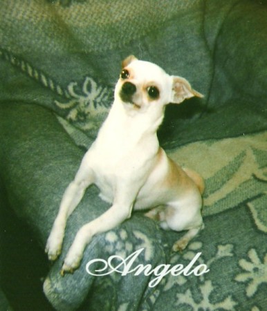 My dearly departed Angelo
