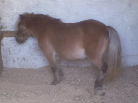 Amber's adopted pony
