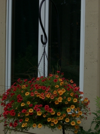 Hanging Basket watered with drip irrigation