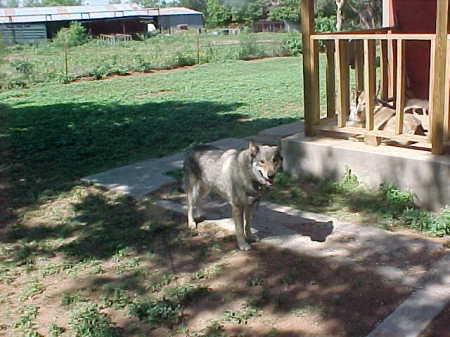 Rocky & April at home just hanging out