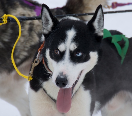 2010 Yukon Quest Sled Dog Race