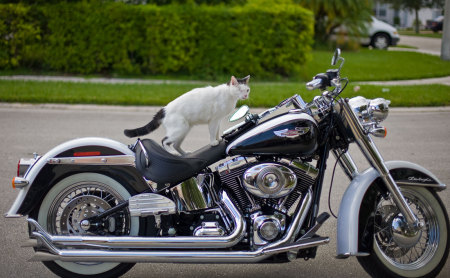 badass cat on my badass ride