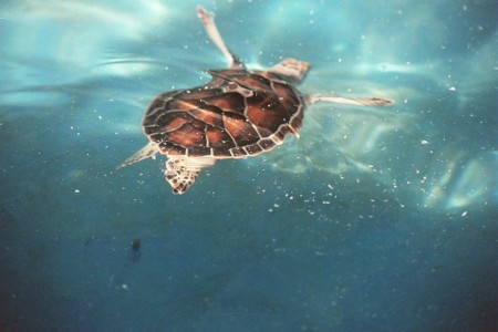 hawksbill sea turtle - cayman island