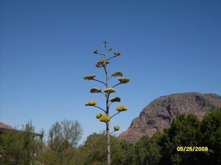 Dr.Suess plant in Big Bend Park