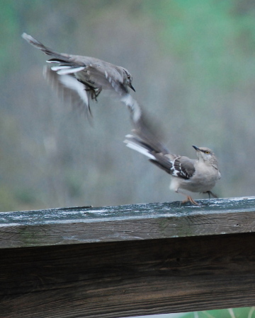 Mockingbirds in conflict