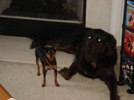 My dogs Dante & Mia