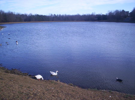 Lake Emogene  ducks