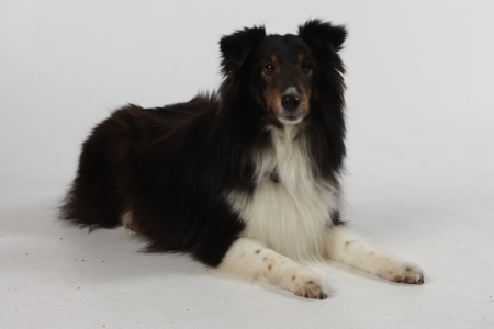 This is Boggie - my tri-color Sheltie.