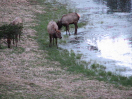 More elk by our pond