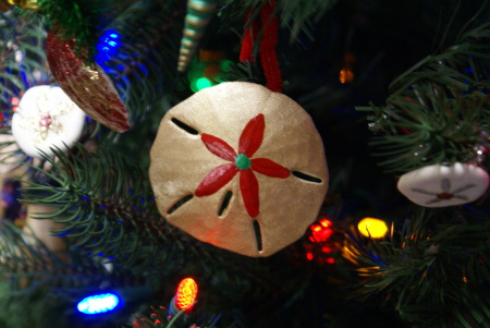 Sand Dollar