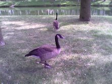 The ducks at the lake
