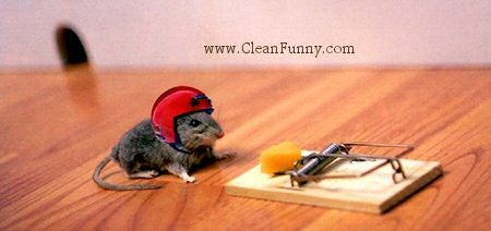 animal-mouse-football-helmet-cheese-trap