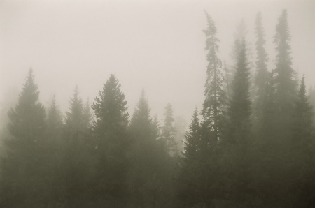 yellowstone  fog