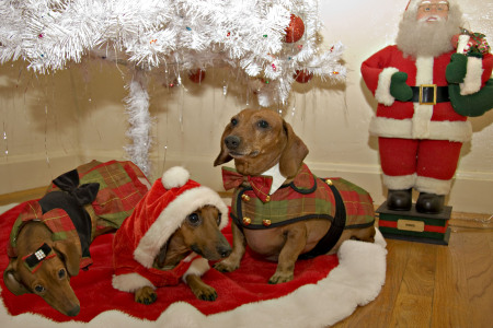 Christmas Card Pups copy