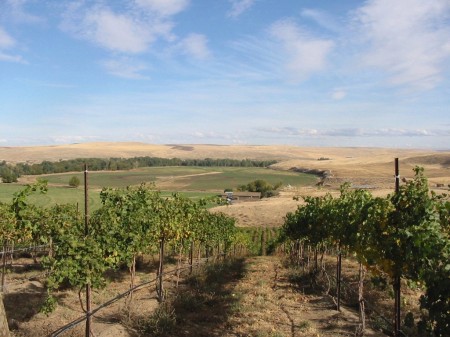 Echo West Vineyard