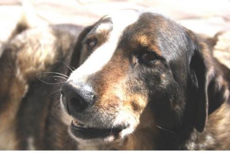 Old Timer Soaking Up The Sun