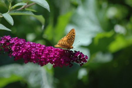 Great Spangled Fritillary