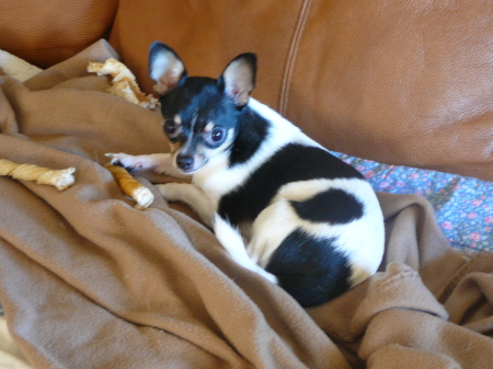 Harley with a bone