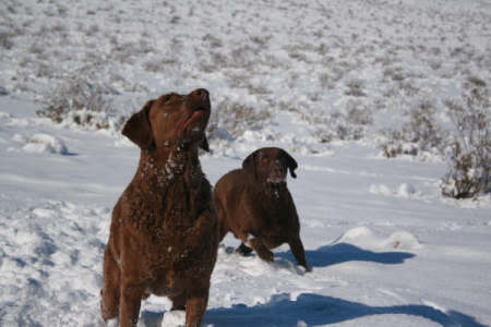 Our dogs in the snow