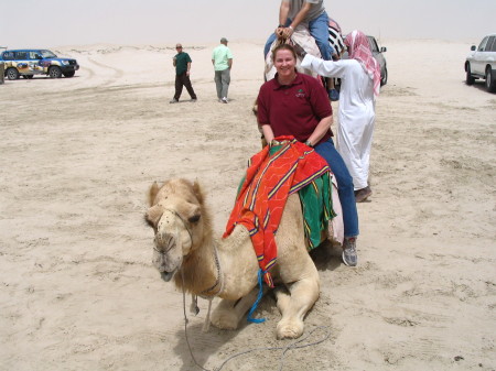 Camels in Qatar