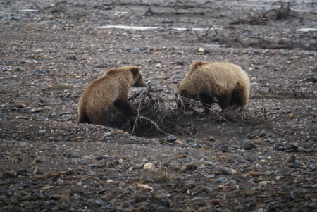 Denali Grizzly cubs 2007