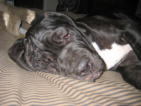 Neo Mastiff