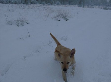 Bodger in the Snow