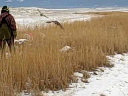 falconry hunt in Montana, photo #10