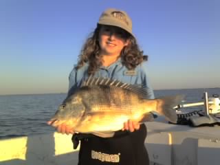 Sheepshead fish