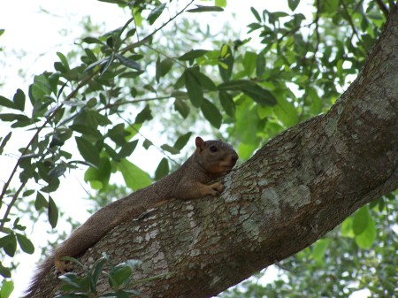 Our friendly front yard squirrel