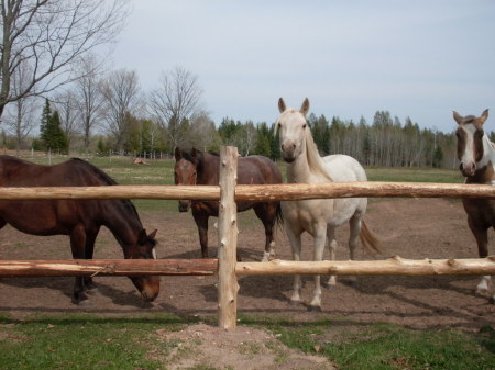 Our Four Horses