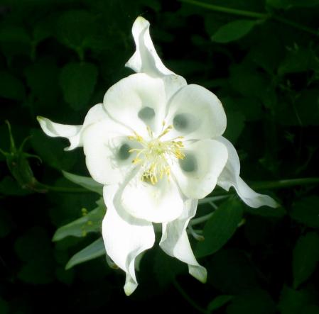 WHITE COLUMBINE