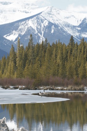 Canada Geese - Spray Lakes, Banff, AB