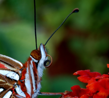 Butterfly Up Close