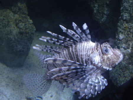 The Great Barrier Reef