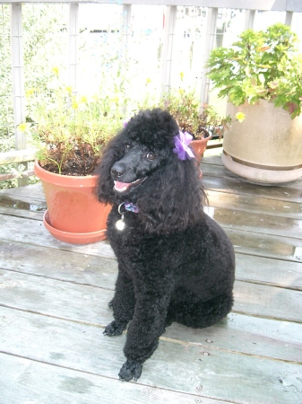 Nina, our Poodle