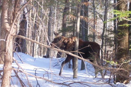 moose 010 023