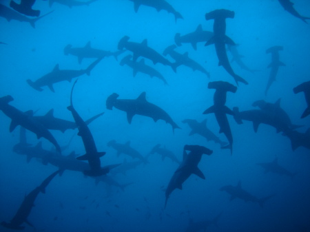 Hammerhead Sharks