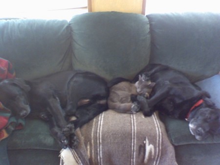 my pets, black labs Mac & Gunner & cat Justa