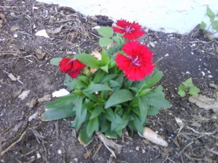 Beautiful red blooms