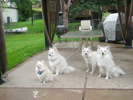 My dogs: Madison, Ava, Lily & Lacie