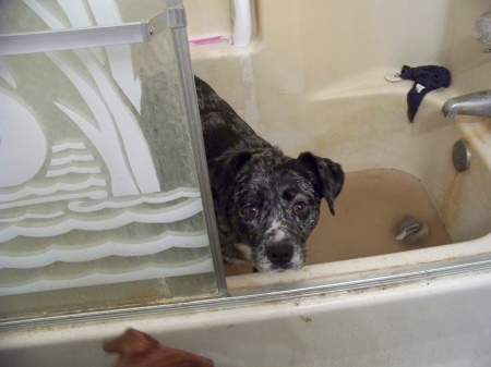 Shiloh in the bathtub